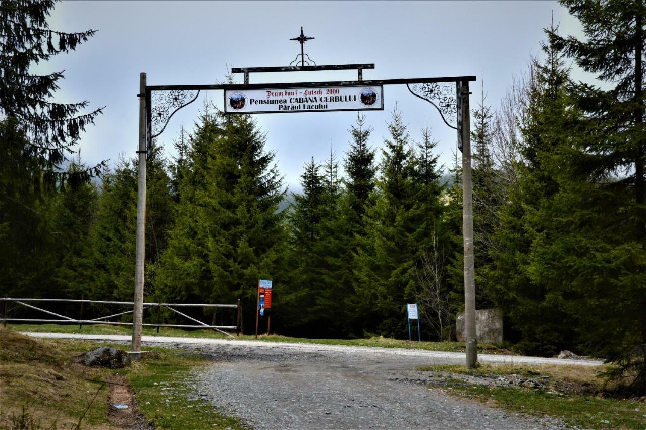 Cerbul-oasa-transalpina Ciban